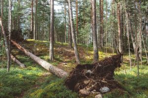 A fallen tree in the middle of a forest