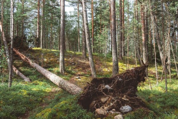 A fallen tree in the middle of a forest