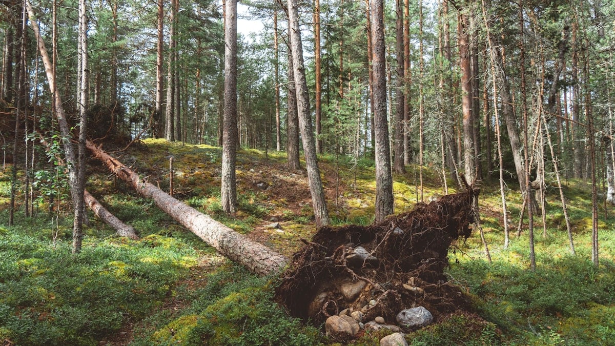 A fallen tree in the middle of a forest